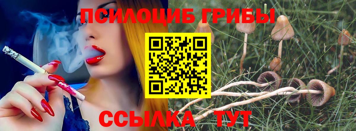 Галлюциногенные грибы Psilocybine cubensis Каменск-Шахтинский