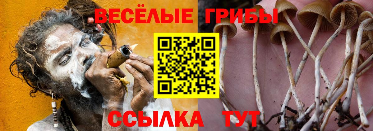 Псилоцибиновые грибы Psilocybine cubensis  Вход с VPN  Каменск-Шахтинский 